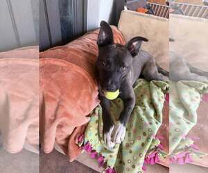 Staffordshire Bull Terrier-Unknown Mix Dogs for adoption in Cave Creek, AZ, USA