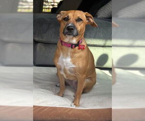 Labrador Retriever-Unknown Mix Dogs for adoption in San Diego, CA, USA