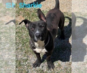American Pit Bull Terrier-Basset Hound Mix Dogs for adoption in Augusta, GA, USA
