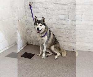 Siberian Husky Dogs for adoption in San Bernardino, CA, USA
