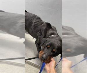 Rottweiler Dogs for adoption in Tallahassee, FL, USA