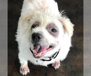 Maltese Dogs for adoption in Austin, TX, USA