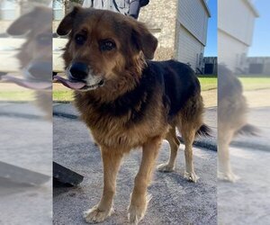 Golden Shepherd Dogs for adoption in Houston, TX, USA