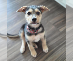 Mutt Dogs for adoption in Brooklyn Center, MN, USA