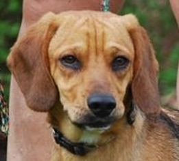 Beagle Dogs for adoption in Chesapeake City, MD, USA