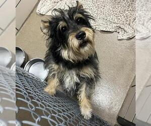 Norwich Terrier-Unknown Mix Dogs for adoption in Fort Wayne, IN, USA