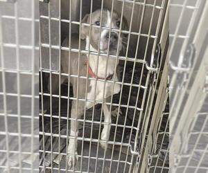 Mutt Dogs for adoption in Decatur, IL, USA