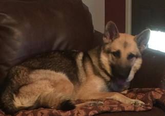 German Shepherd Dog-Unknown Mix Dogs for adoption in Midland, TX, USA