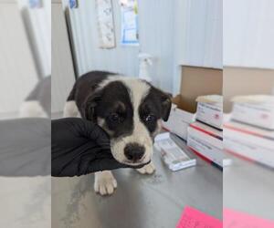 Australian Shepherd-Unknown Mix Dogs for adoption in Bakersfield, CA, USA