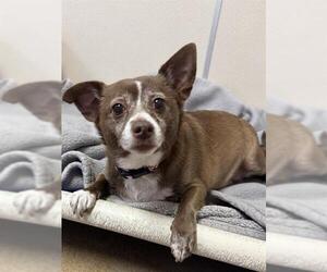 Chihuahua-Unknown Mix Dogs for adoption in Sacramento, CA, USA