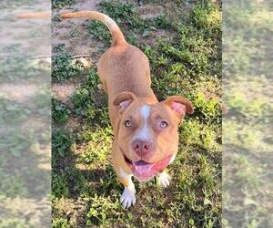 American Pit Bull Terrier Dogs for adoption in Sacramento, CA, USA