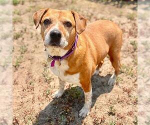 Mutt Dogs for adoption in Aurora, CO, USA