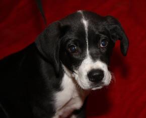 Great Pyredane Dogs for adoption in Livonia, MI, USA