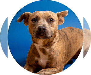 American Pit Bull Terrier Dogs for adoption in Rowlett, TX, USA
