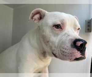 American Pit Bull Terrier-Unknown Mix Dogs for adoption in Houston, TX, USA