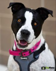 American Pit Bull Terrier-Unknown Mix Dogs for adoption in St. Paul, MN, USA