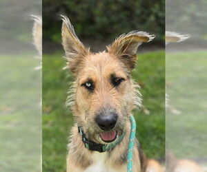Berger Picard-Unknown Mix Dogs for adoption in Newport Beach, CA, USA