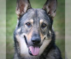 German Shepherd Dog Dogs for adoption in Chambersburg, PA, USA