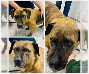 Presa Canario Dogs for adoption in Westminster, MD, USA