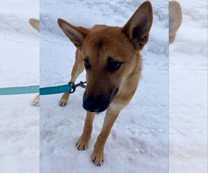 Mutt Dogs for adoption in Middlesex, VT, USA