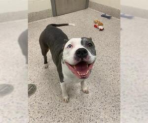 American Pit Bull Terrier Dogs for adoption in Brighton, CO, USA