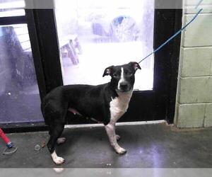 American Pit Bull Terrier-Unknown Mix Dogs for adoption in Tulsa, OK, USA