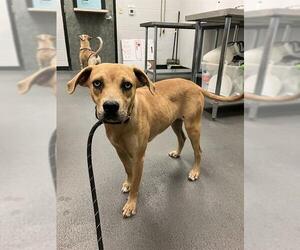 Labrador Retriever-Unknown Mix Dogs for adoption in Corpus Christi, TX, USA