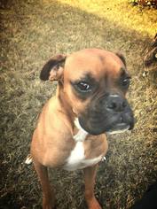 Boxer Dogs for adoption in Killeen, TX, USA
