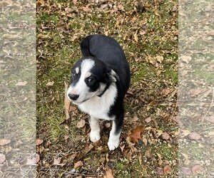 Border Collie Dogs for adoption in Winter, WI, USA