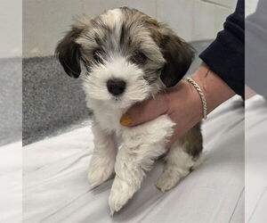 Havanese-Unknown Mix Dogs for adoption in Waterford, VA, USA