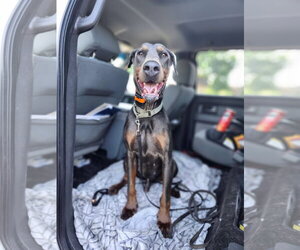 Doberman Pinscher Dogs for adoption in Minneaoplis, MN, USA