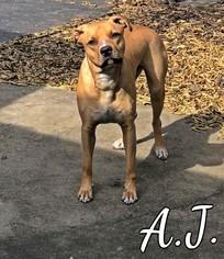 Bulldog-Vizsla Mix Dogs for adoption in Fairhope, AL, USA