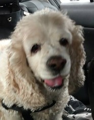 Cocker Spaniel Dogs for adoption in Etters, PA, USA