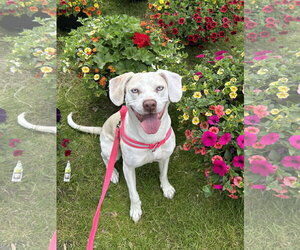 Mutt Dogs for adoption in Gibbstown, NJ, USA