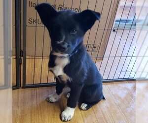 Border Collie Dogs for adoption in Pendleton, NY, USA