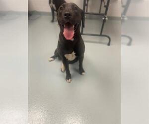 Labrador Retriever-Unknown Mix Dogs for adoption in St. Cloud, FL, USA