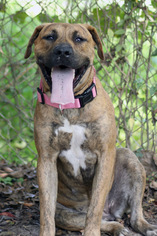 Mastiff-Mountain Cur Mix Dogs for adoption in Pensacola, FL, USA