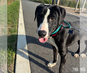 Borador Dogs for adoption in Washington, DC, USA