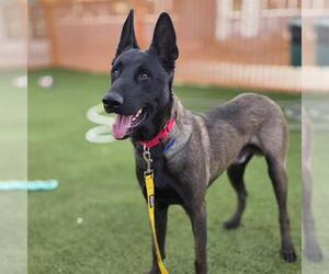 Mutt Dogs for adoption in Las Vegas, NV, USA