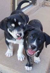 Labrador Retriever-Unknown Mix Dogs for adoption in Apache Junction, AZ, USA