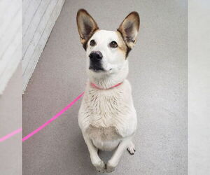 Border Collie-Unknown Mix Dogs for adoption in San Bernardino, CA, USA