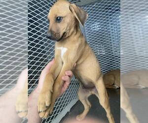 Chihuahua Dogs for adoption in Bakersfield, CA, USA