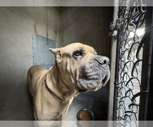 Mastiff Dogs for adoption in San Bernardino, CA, USA