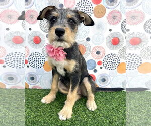 Mutt Dogs for adoption in Corona, CA, USA