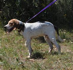 Treeing Walker Coonhound Dogs for adoption in Richmond, MO, USA