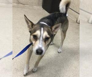 Siberian Husky-Unknown Mix Dogs for adoption in Riverside, CA, USA