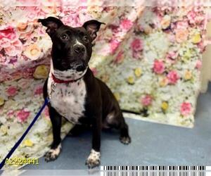 Staffordshire Bull Terrier-Unknown Mix Dogs for adoption in West Palm Beach, FL, USA