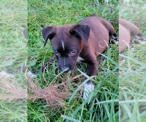 Labrador Retriever-Unknown Mix Dogs for adoption in Royal Palm Beach, FL, USA
