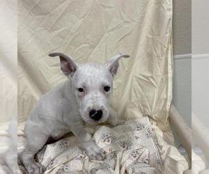 American Pit Bull Terrier-Unknown Mix Dogs for adoption in Modesto, CA, USA