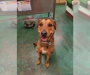 Labrador Retriever-Rhodesian Ridgeback Mix Dogs for adoption in Dallas, TX, USA